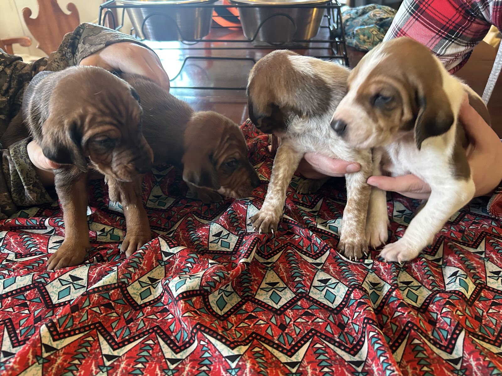 Black and tans/Walker Cross hound pups