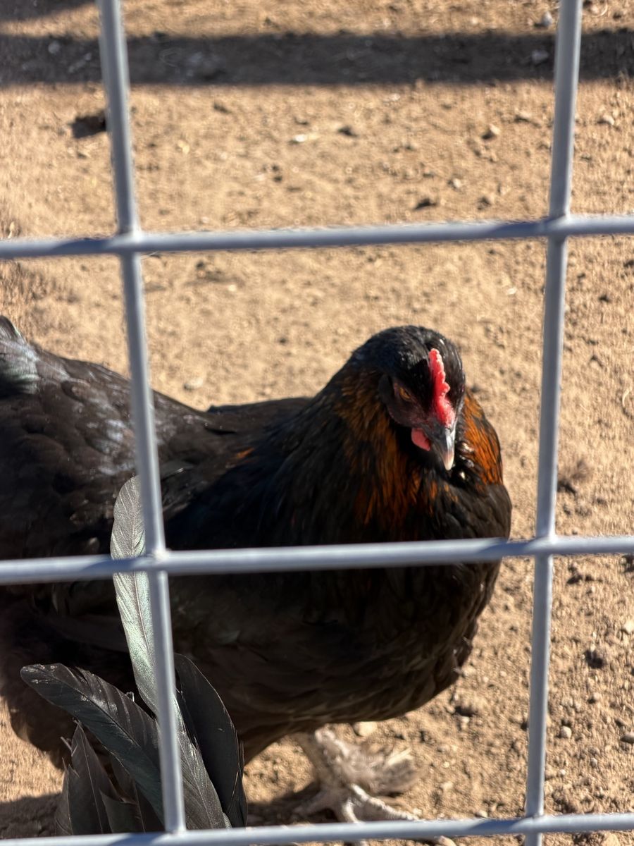 French Black Copper Maran Hens
