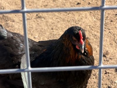 French Black Copper Maran Hens