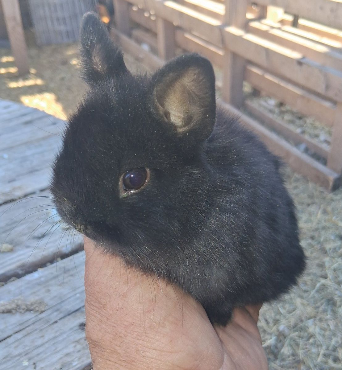 Netherland Dwarf Male Bunny
