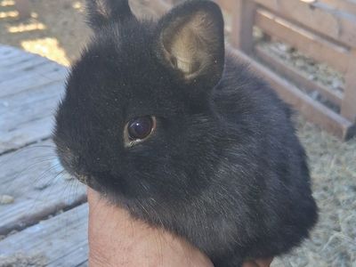 Netherland Dwarf Male Bunny