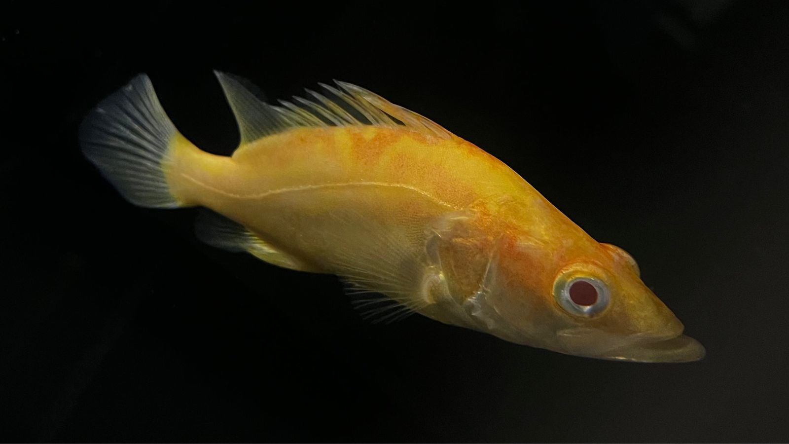 Albino Chinese Perch
