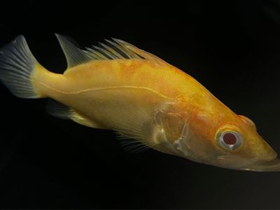 Albino Chinese Perch
