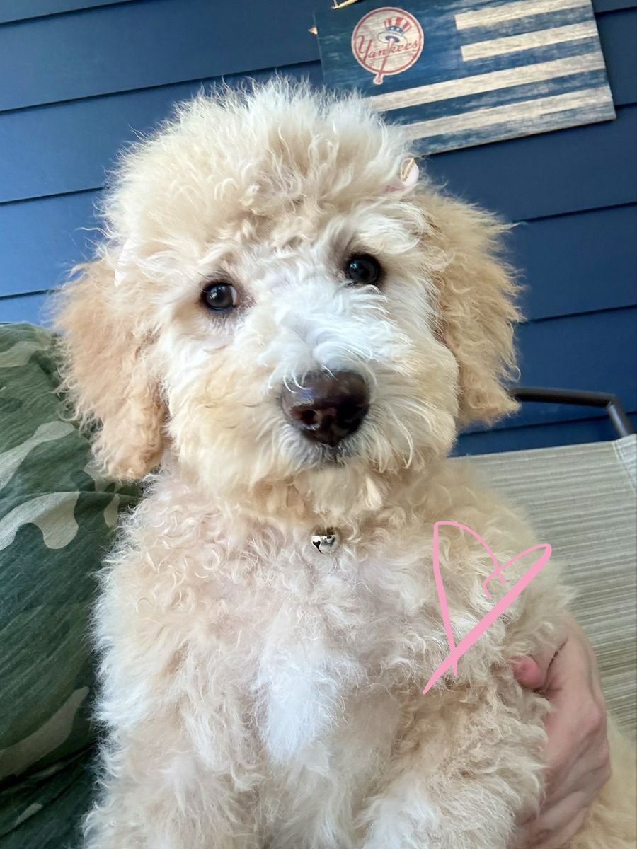 Lowered $ for locals RARE Apricot & Mini Bernedoodle Puppies (Non-Shedding)