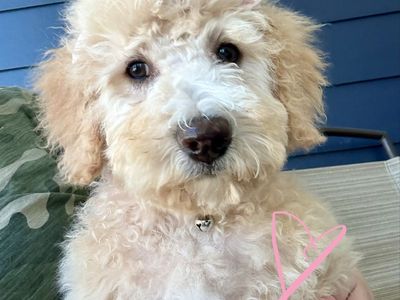 Lowered $ for locals RARE Apricot & Mini Bernedoodle Puppies (Non-Shedding)