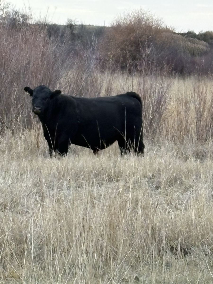 Trailer Hauling From Blackfoot To utah