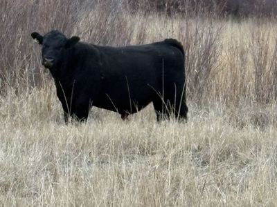 Trailer Hauling From Blackfoot To utah
