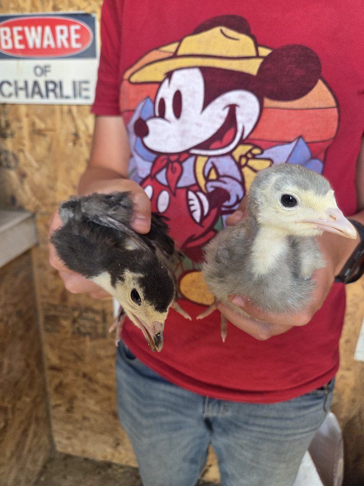 turkey poults