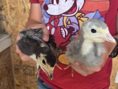 turkey poults