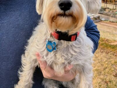 Loveable Miniature Schnauzer Puppies