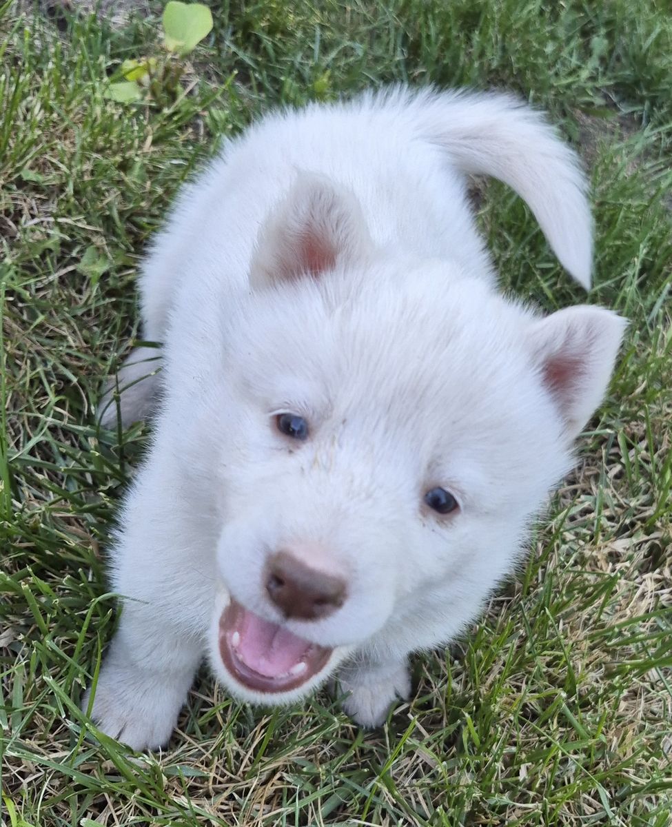 AKC Registered Siberian Husky Puppies - Rare Whites & Classics (Lehi)