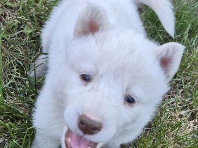 AKC Registered Siberian Husky Puppies - Rare Whites & Classics (Lehi)
