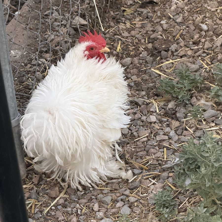 Frizzle Rooster