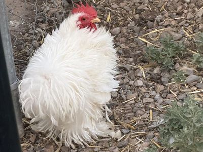 Frizzle Rooster