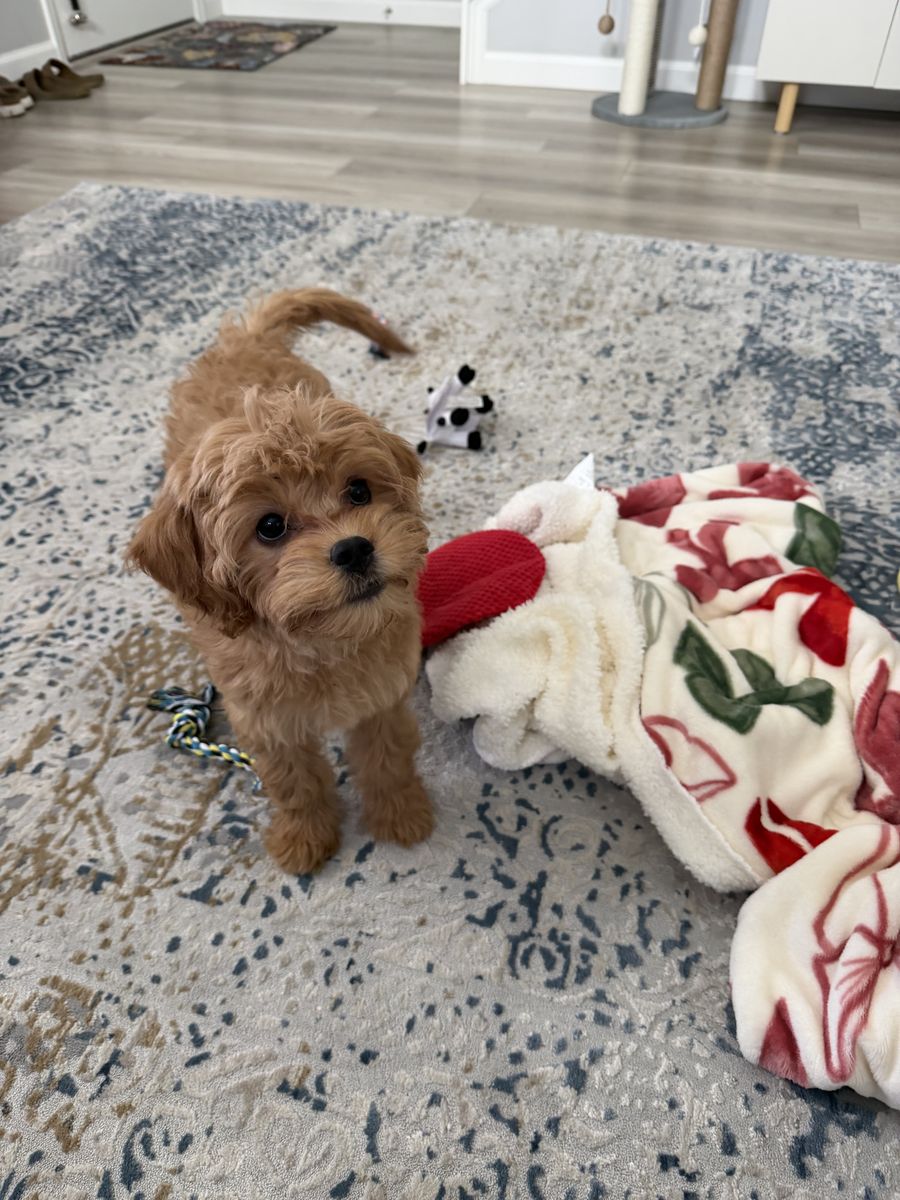 Adorable Cavapoo Puppy