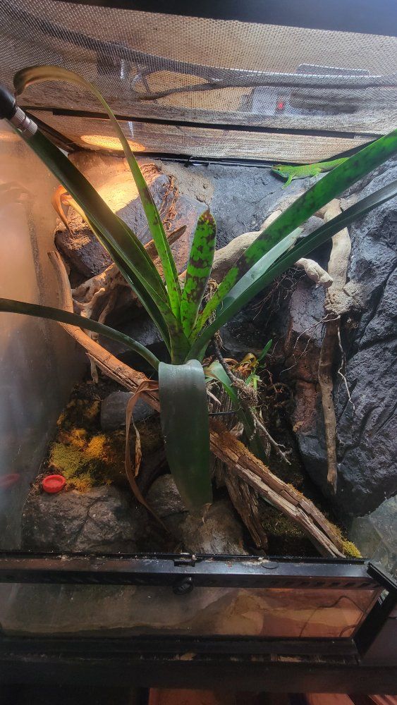 Captive Bred High Red Day Gecko and enclosure