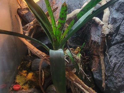 Captive Bred High Red Day Gecko and enclosure