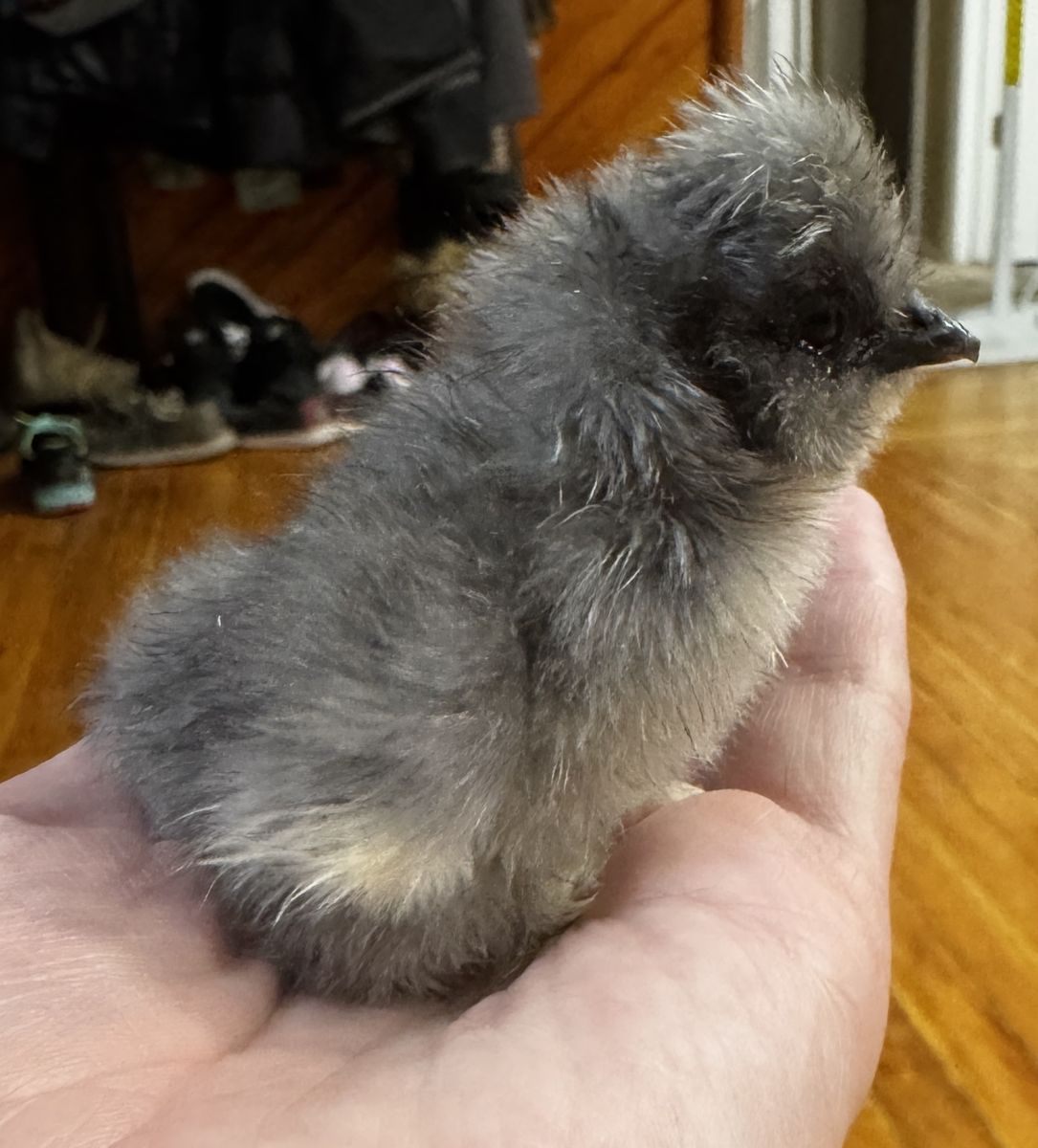 Silkie chicks