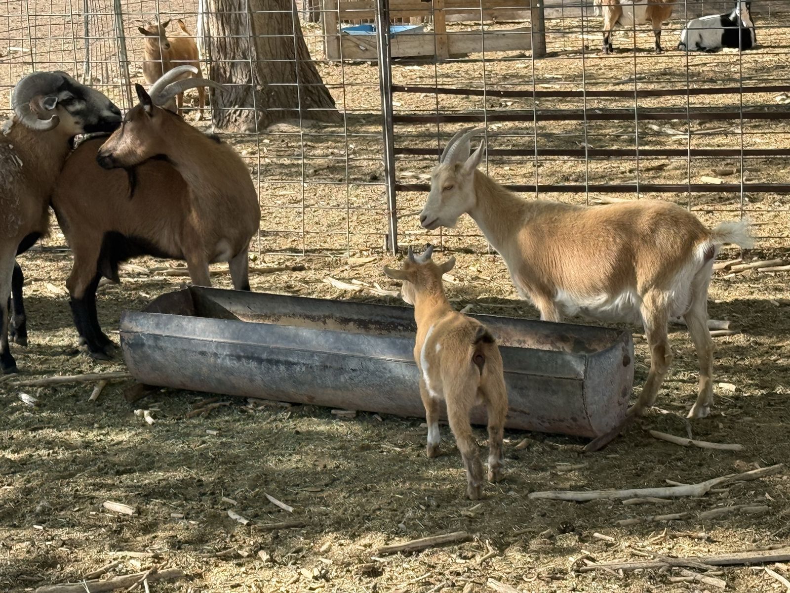 11 adult does, 9 baby goats