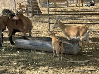 11 adult does, 9 baby goats