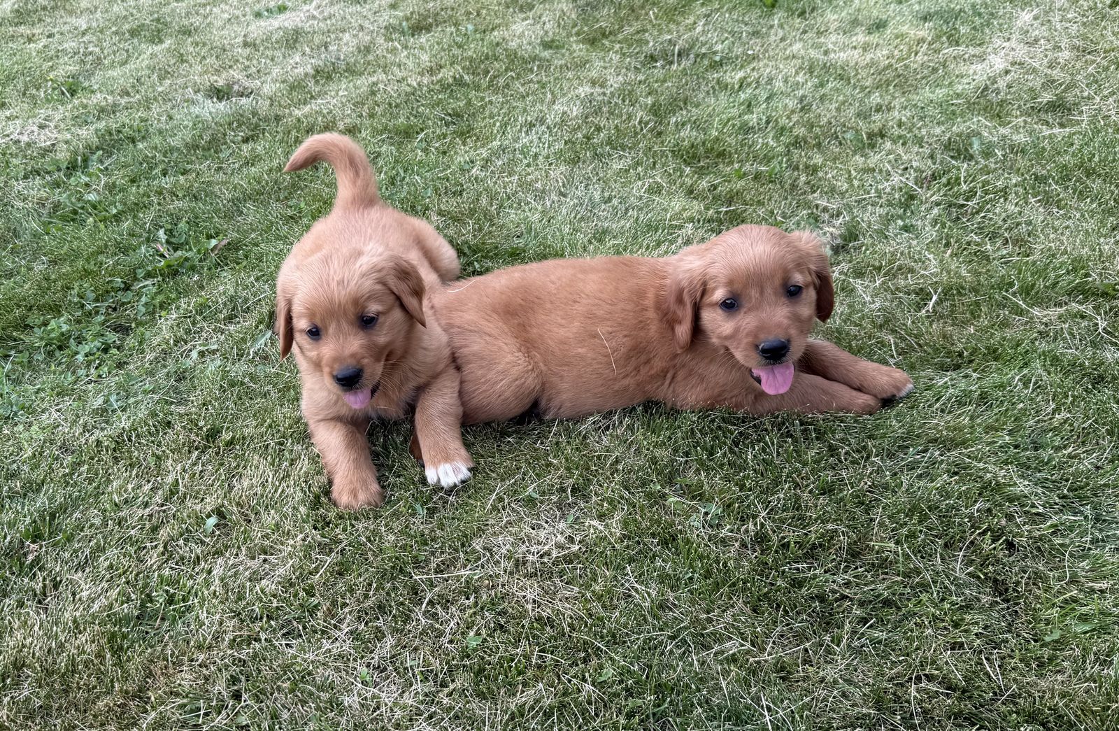 FEMALE AKC DARK RED GOLDEN RETRIEVER PUPPIES