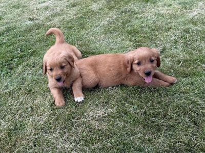 FEMALE AKC DARK RED GOLDEN RETRIEVER PUPPIES