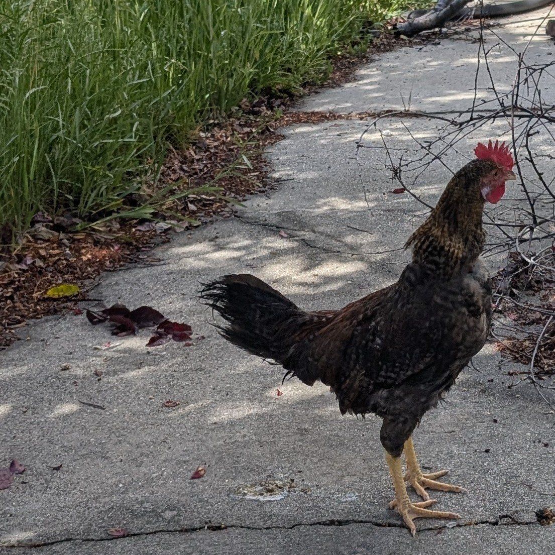 Young rooster