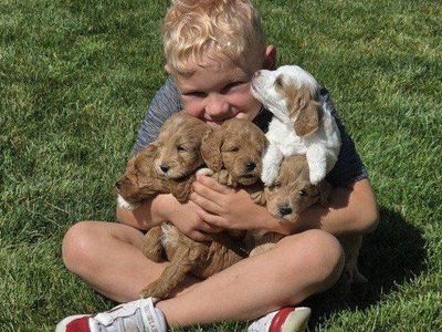 Goldendoodle Puppies