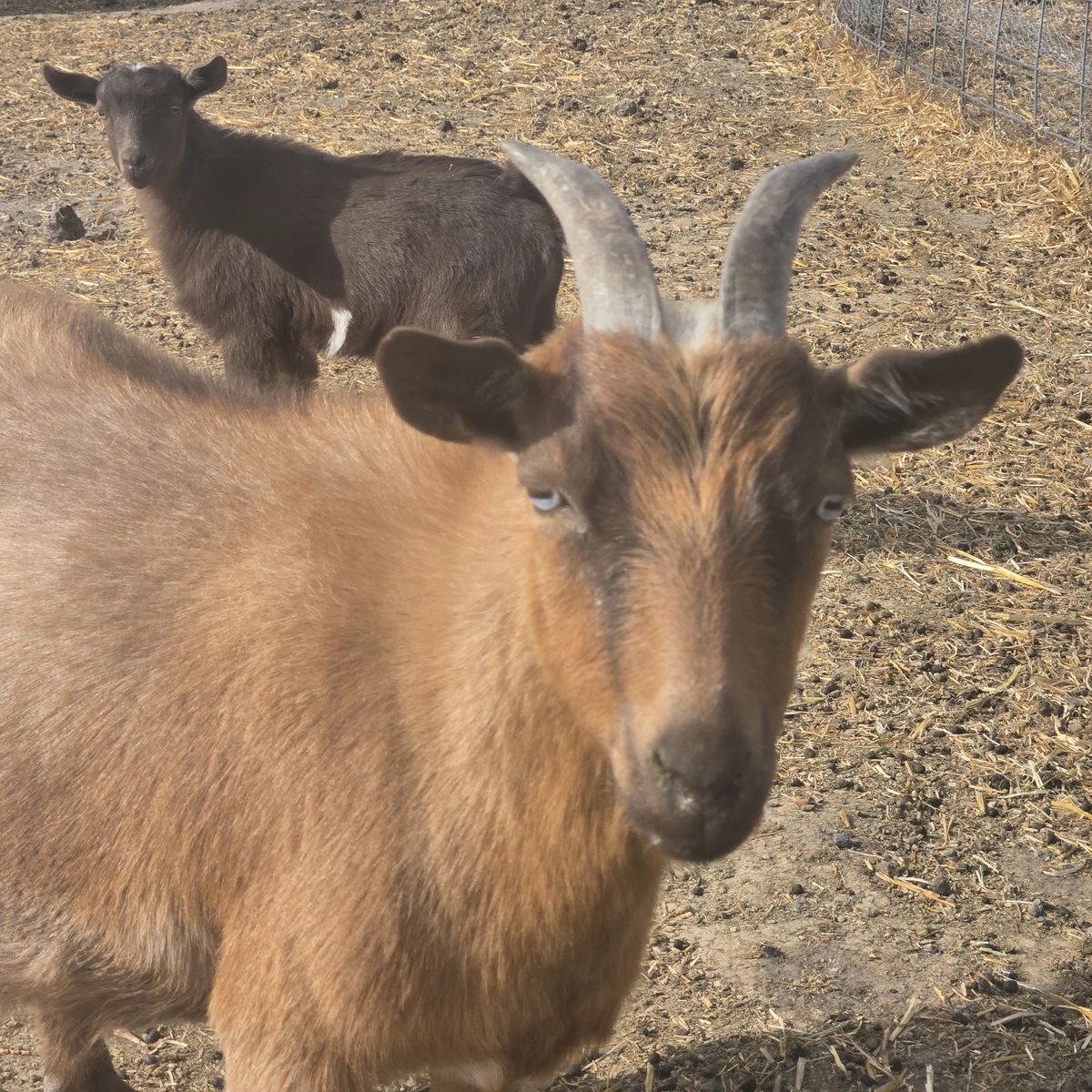 Blue Eyed Nigerian Dwarf Doe – Ready for a New Home