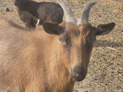 Blue Eyed Nigerian Dwarf Doe – Ready for a New Home