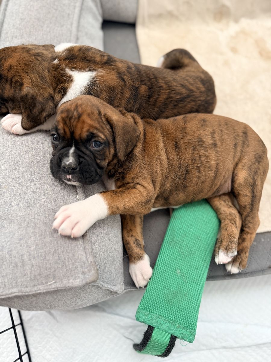 Boxer Puppy