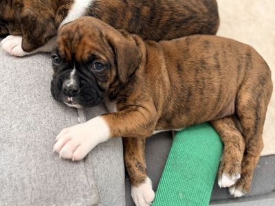 Boxer Puppy