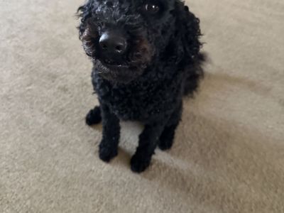 Portidoodle