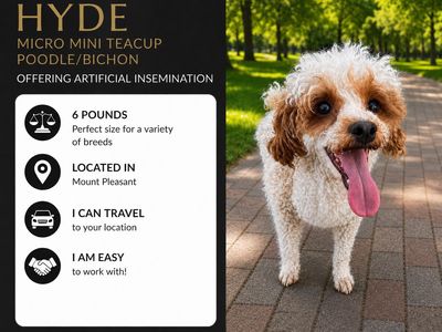 micro mini teddy bear Poodle bichon doodle Male companion animal non-shedding hypoallergenic stud