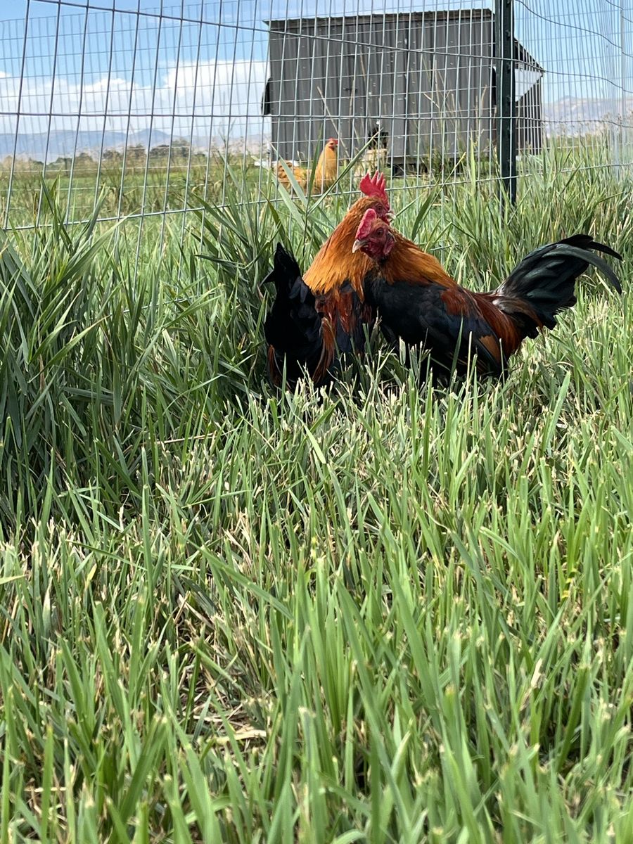 Old English Bantam BBRed Roosters