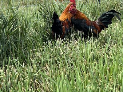 Old English Bantam BBRed Roosters