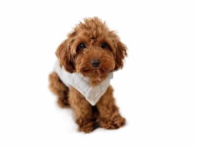 Micro Goldendoodle stud