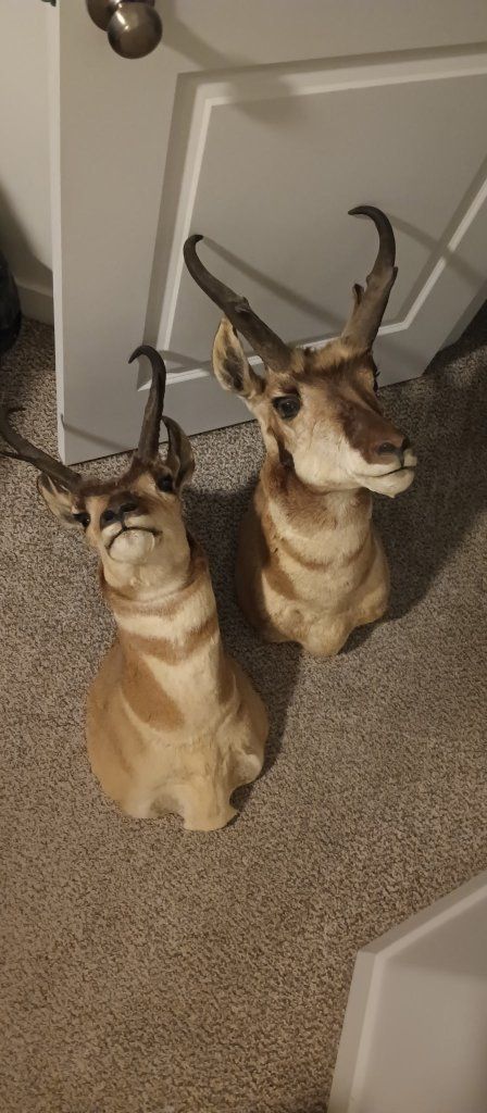 Antelope mounts