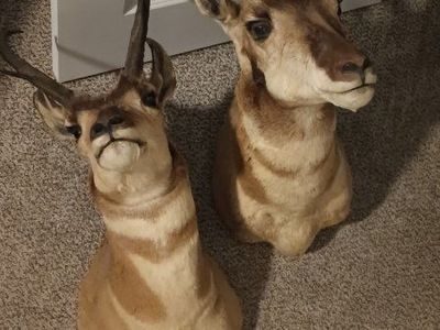 Antelope mounts