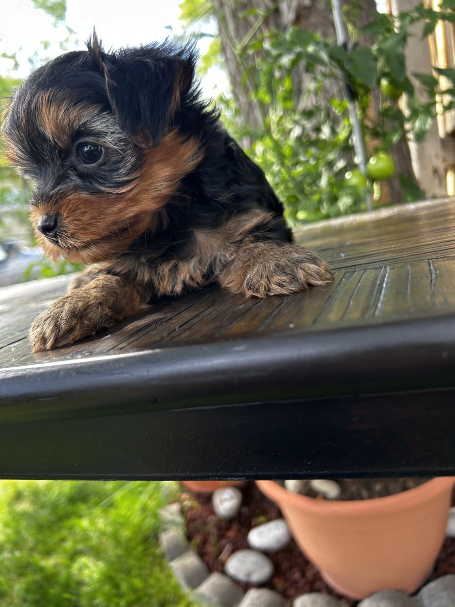 Beautiful Yorkie puppies