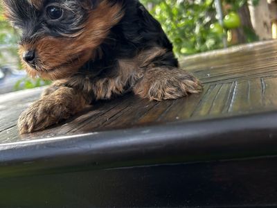 Beautiful Yorkie puppies