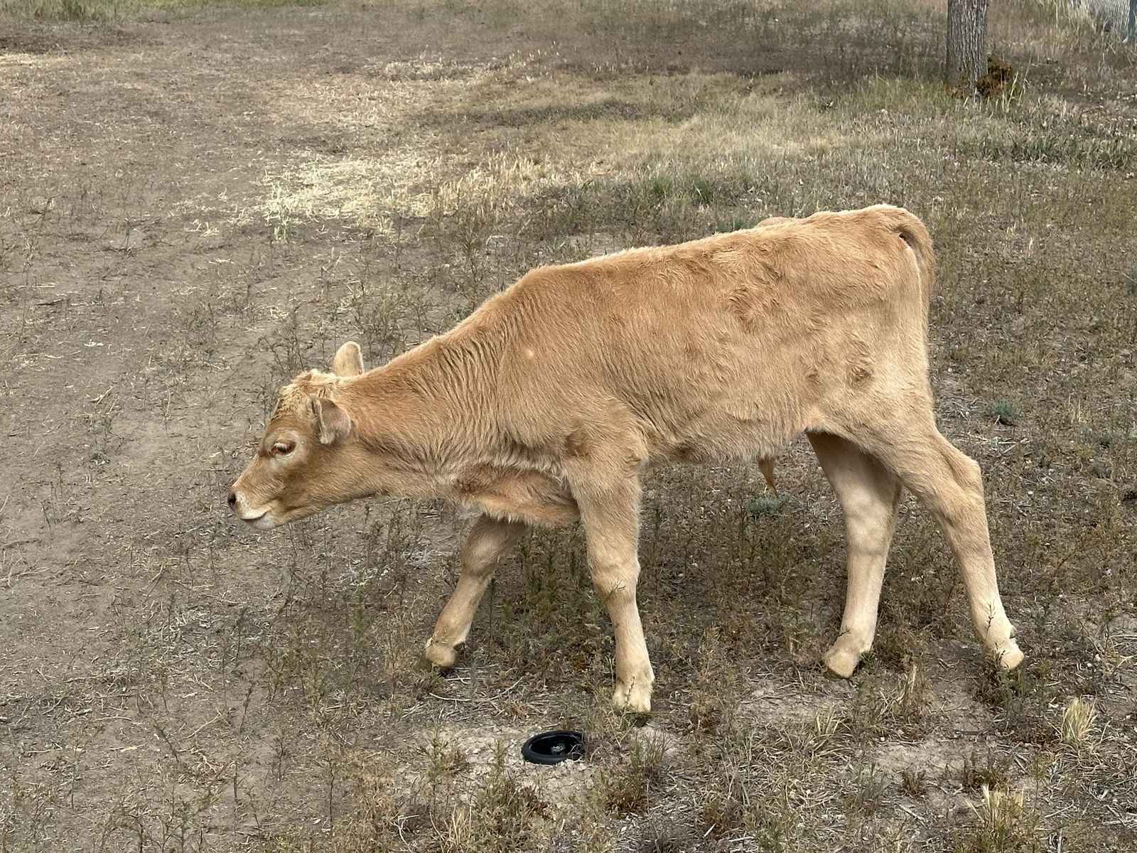 2 month old Bottle Calves - Beef Cross