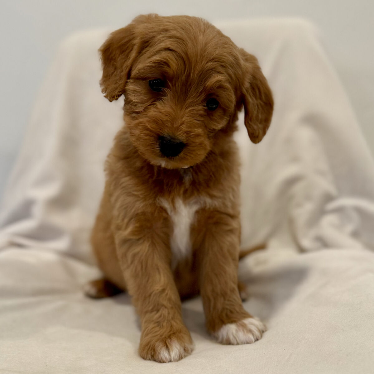 Goldendoodle Puppies