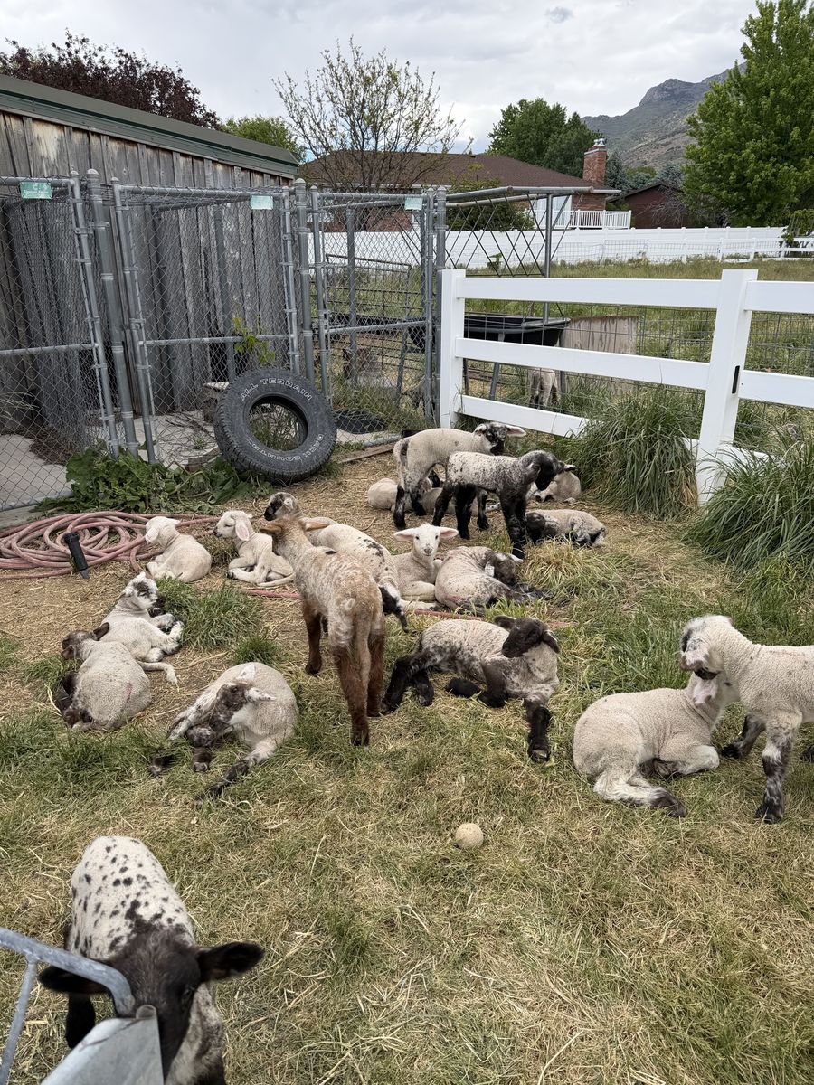 Bummer Lambs For Sale - Various Ages & Genders