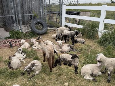Bummer Lambs For Sale - Various Ages & Genders