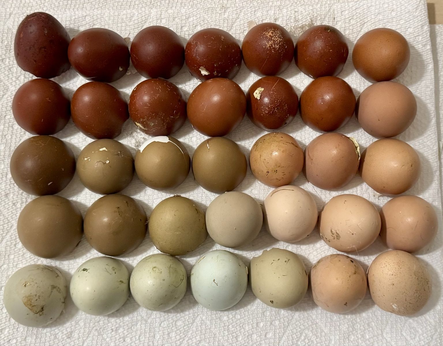 3 Wk Old Rainbow Egger Chicks