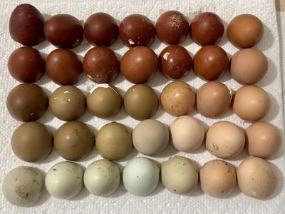 3 Wk Old Rainbow Egger Chicks