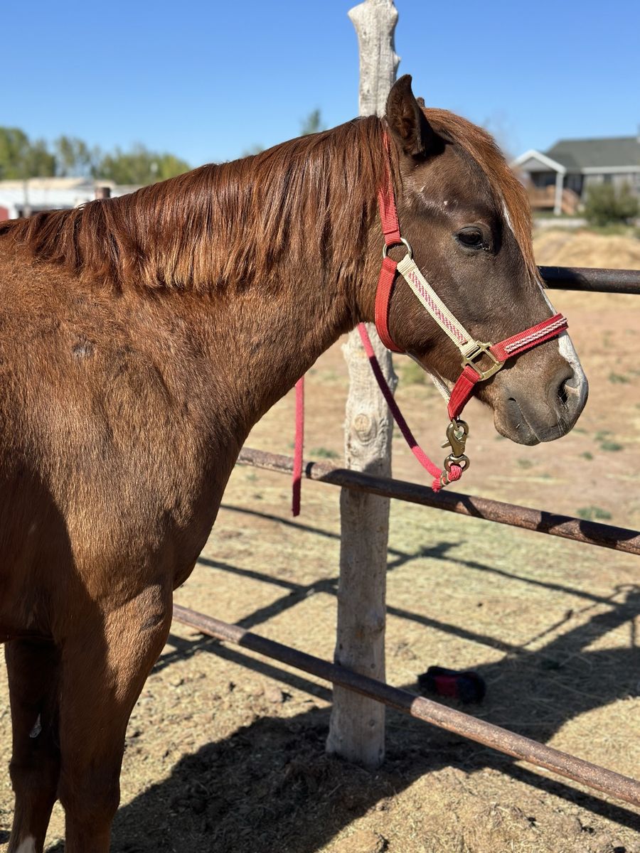 Quarter-Pony Gelding