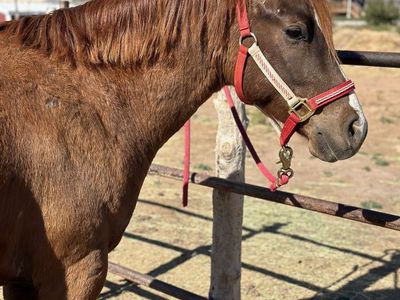 Quarter-Pony Gelding
