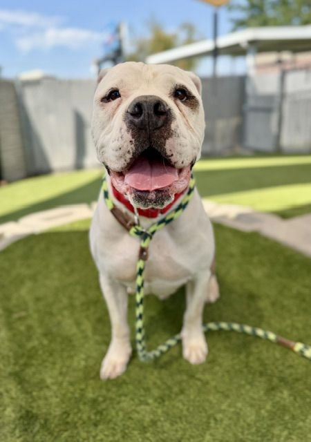 A164527 Bubz, Available for Adoption